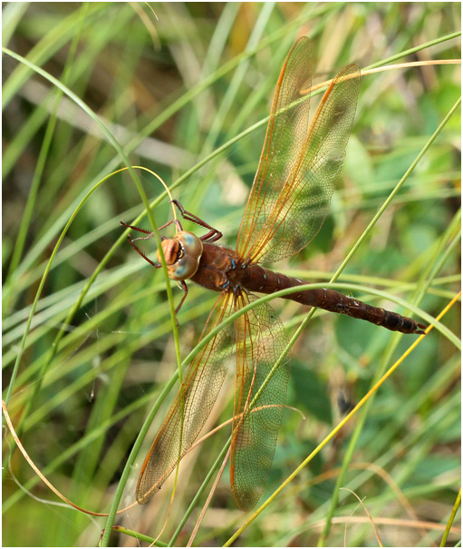 Aeshna grandis femelle, Vittangi (Suède), 21/07/2016