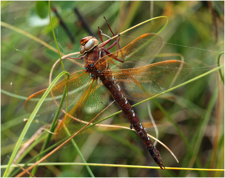 Aeshna grandis femelle, Vittangi (Suède), 21/07/2016