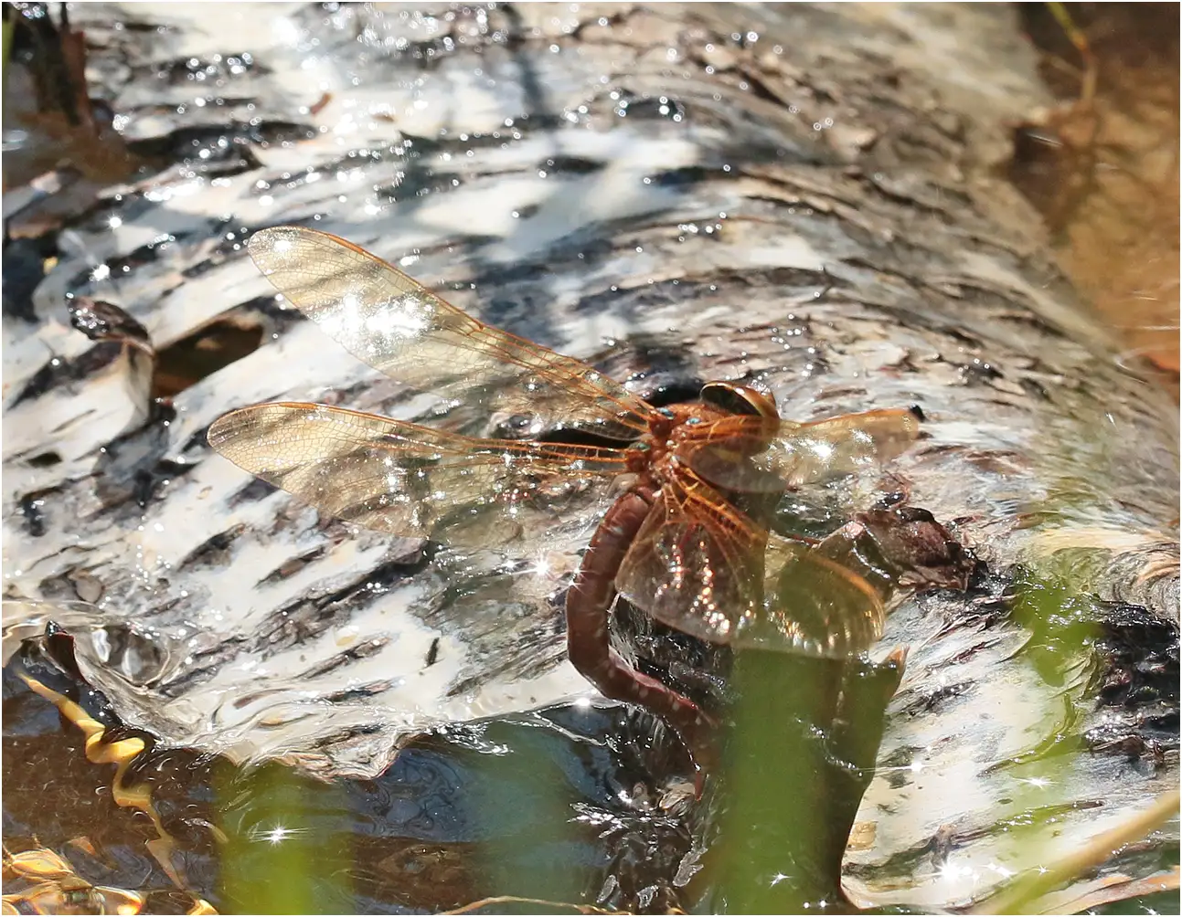 Aeshna grandis femelle en ponte, lac de Bellefontaine (France-39), 28/08/2021