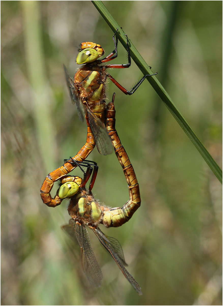 Aeshna isoceles accouplement, Réserve du Pinail (France-86), 17/05/2015