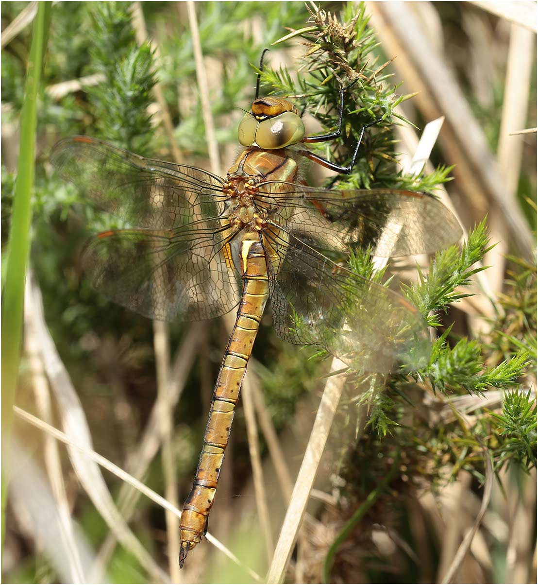 Aeshna isoceles femelle, Réserve du Pinail (France-86), 02/06/2013