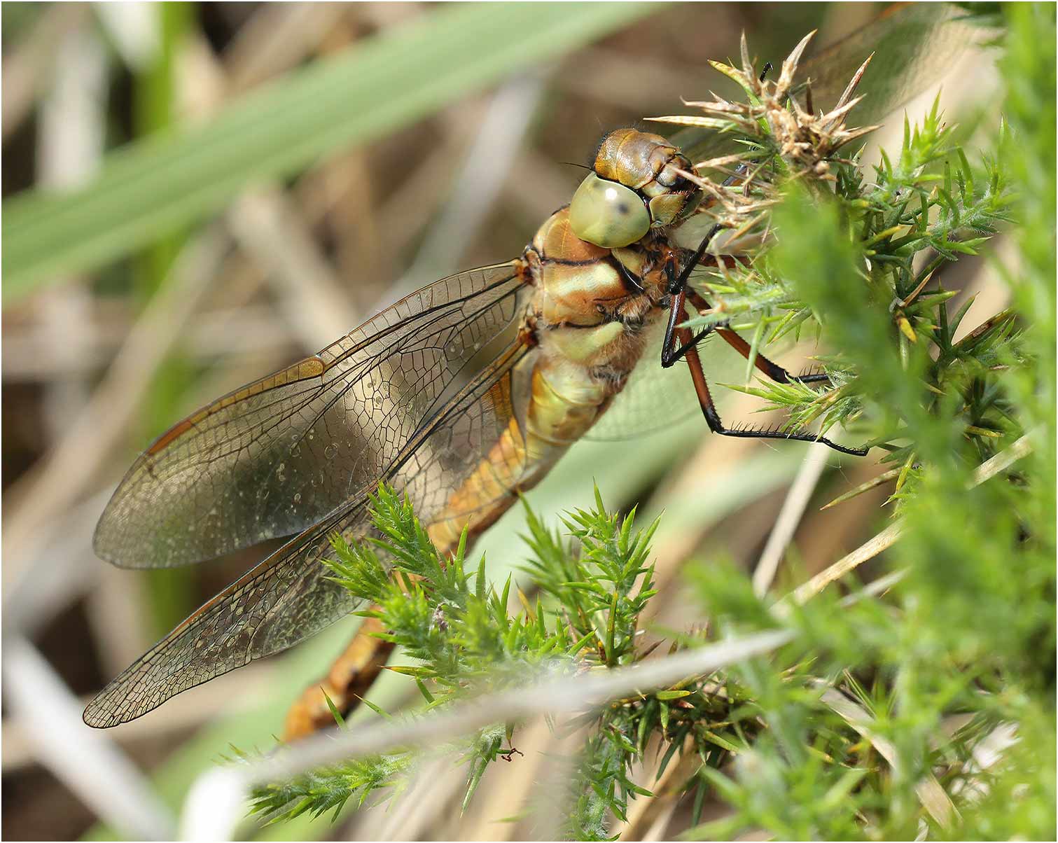 Aeshna isoceles femelle, Réserve du Pinail (France-86), 02/06/2013