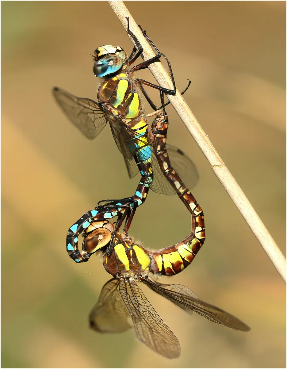 Aeshna mixta accouplement, Étang de Péronne à Chanteloup-les-Bois (France-49), 20/09/2015