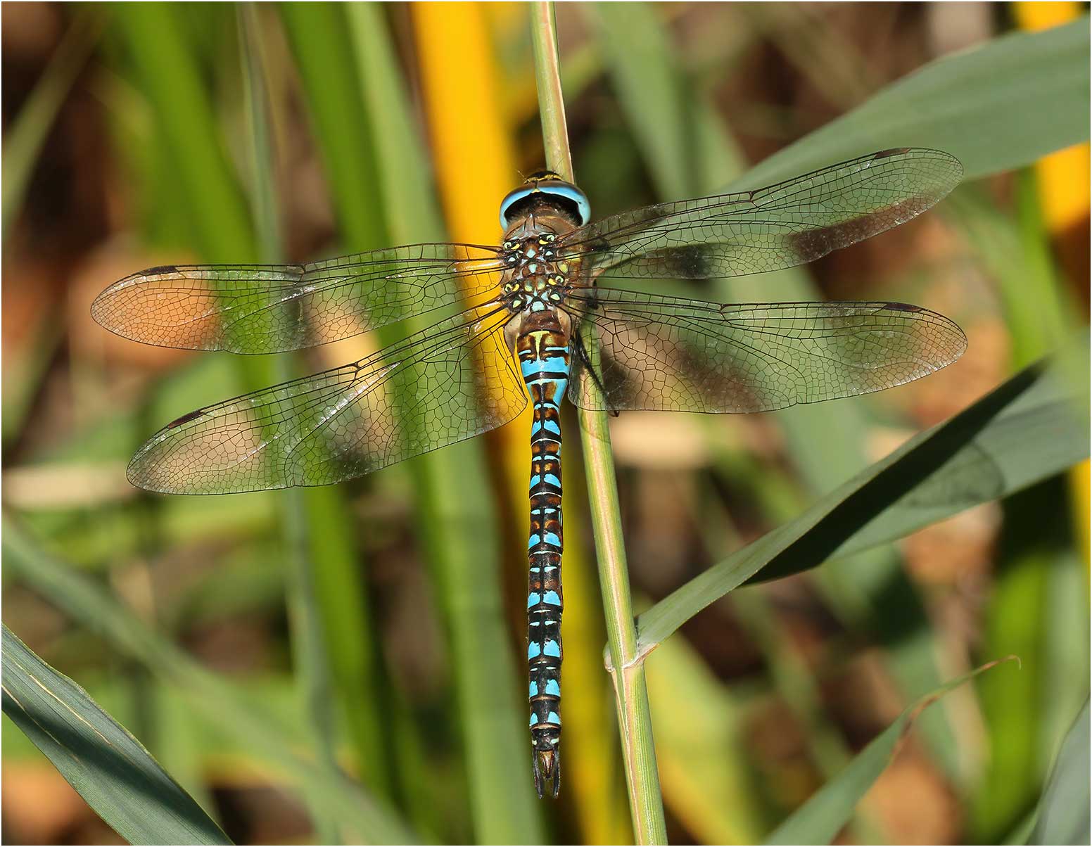 Aeshna mixta mâle, Chanteloup-les-Bois (France-49), 20/09/2015