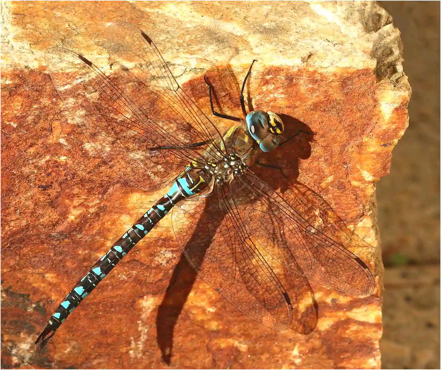 Aeshna mixta mâle, Beaupréau en Mauges (France - 49), 03/10/2019