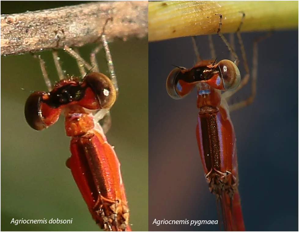 Comparaison des pronotum des femelles Agriocnemis dobsoni et pygmaea, Australie (NT)