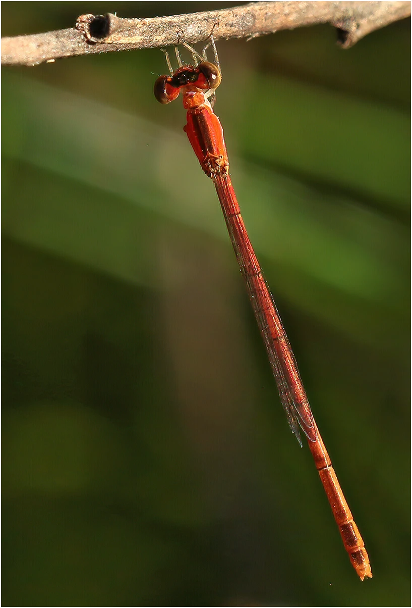 Agriocnemis dobsoni femelle, Australie (NT), Kakadu, Kubara walk, 30/04/2022