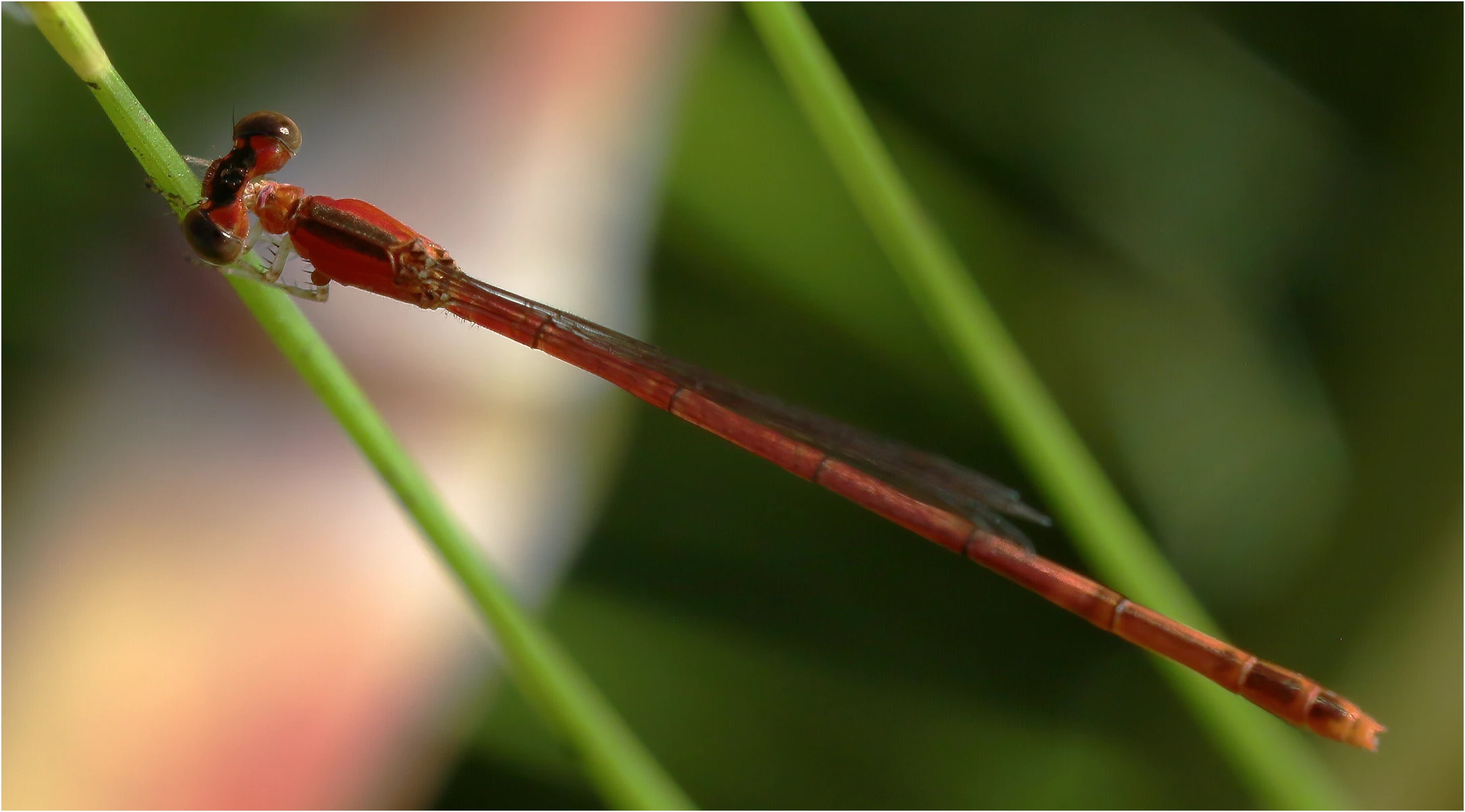 Agriocnemis dobsoni femelle, Australie (NT), Kakadu, Kubara walk, 30/04/2022