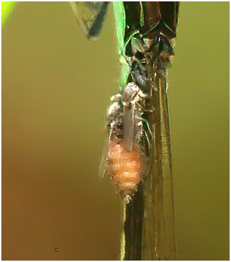 Diptère parasite sur Agriocnemis pygmaea mâle, Australie (NT), Palmerston, Marlow Lagoon, 13/04/2022