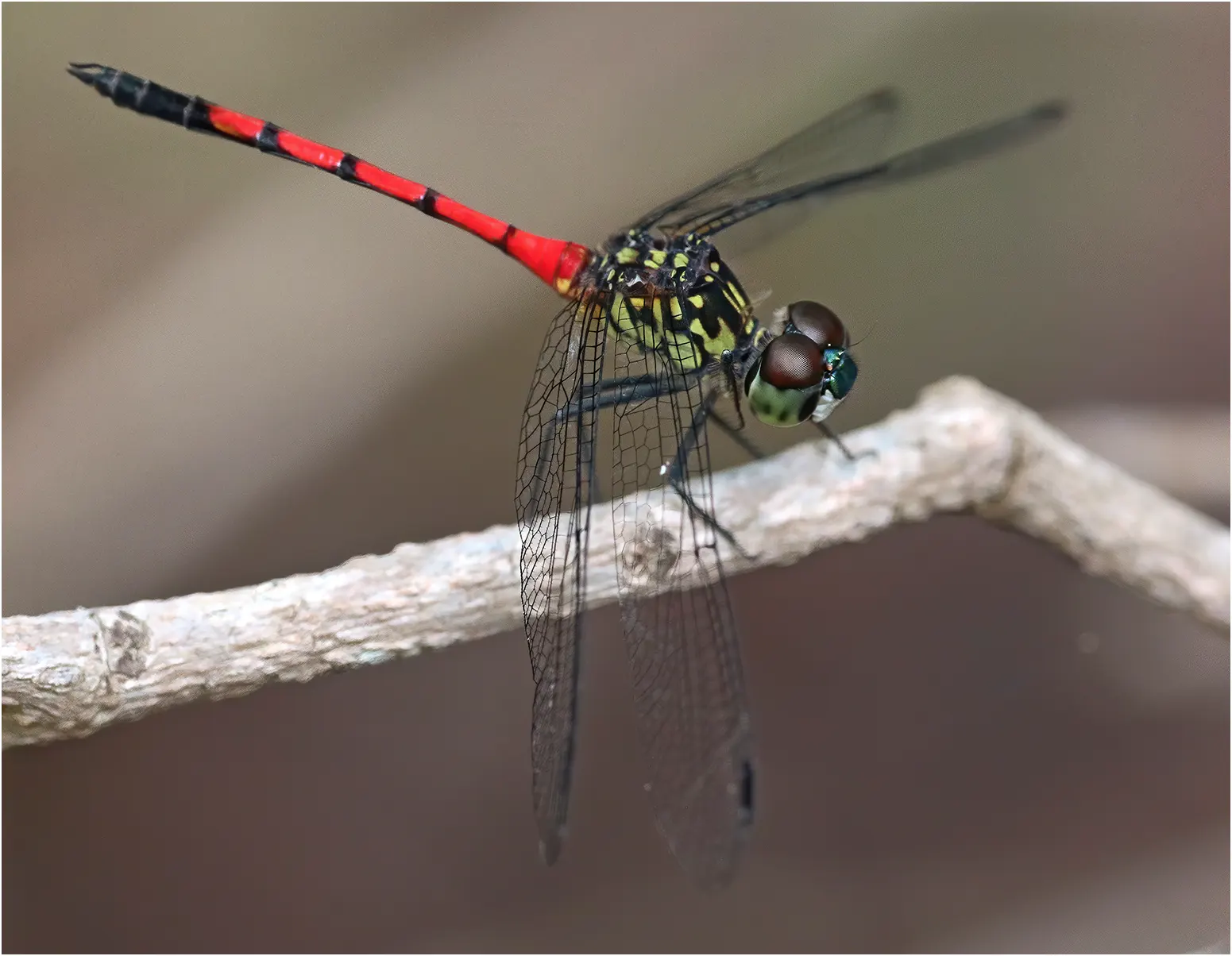 Agrionoptera insignis mâle, Australie (FNQ), Cattana Wetlands, 02/12/2022