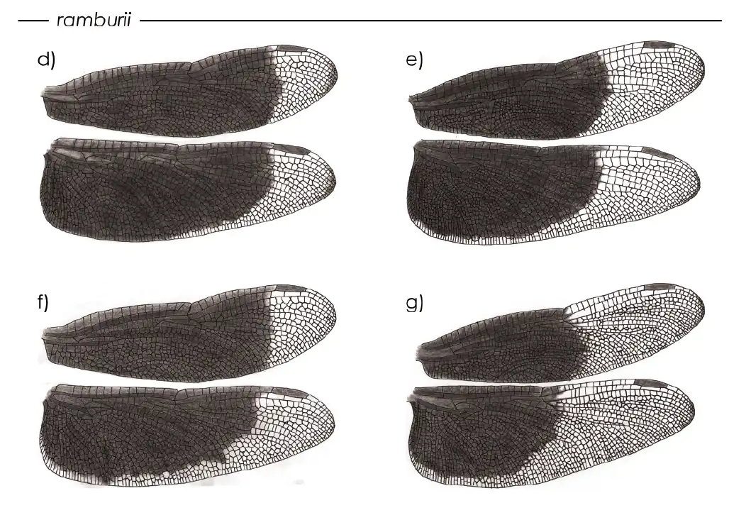Ailes des Neurothemis ramburii (1)