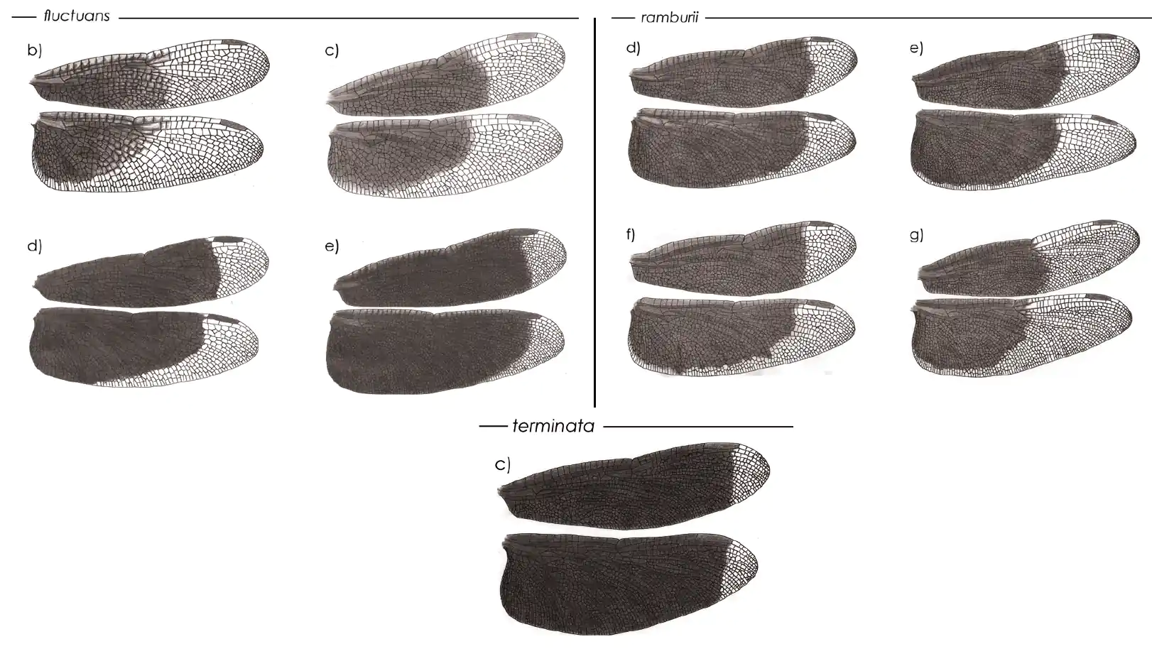 Ailes des Neurothemis fluctuans, ramburii & terminata, Seehausen & Dow, 2016 (2)