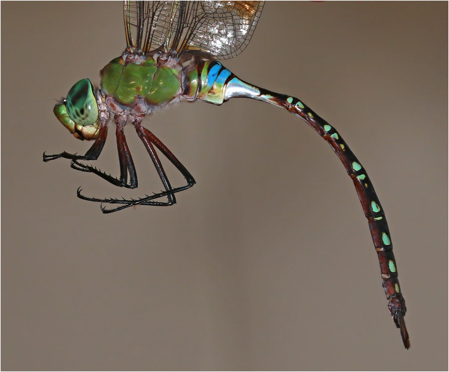 Green Emperor male, Australia (NT), Jabiru, 01/05/2022