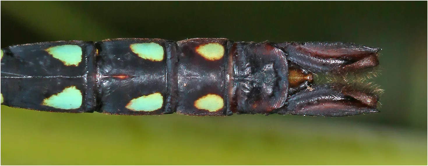 Anax gibbosulus mâle, Australie (NT), Jabiru, 01/05/2022