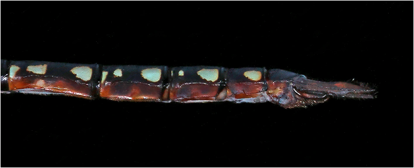 Anax guttatus mâle, appendices anaux, Australie (NT), Lietchfield, 14/04/2022