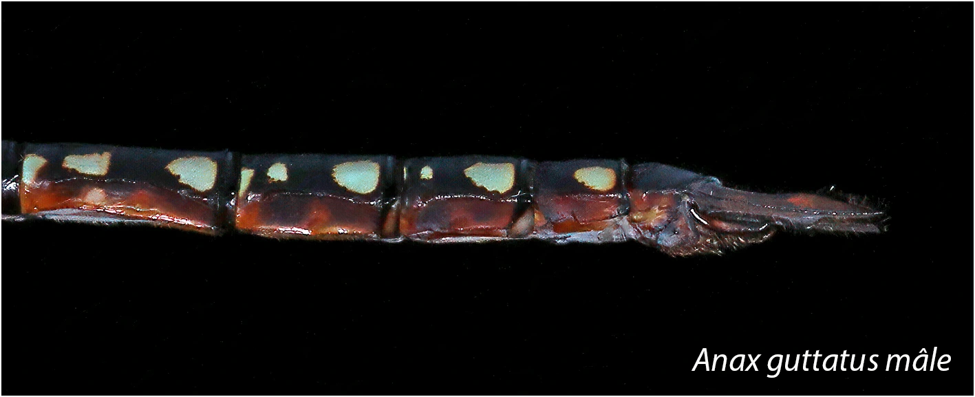 Anax guttatus mâle, appendices anaux, Australie (NT), Lietchfield, 14/04/2022