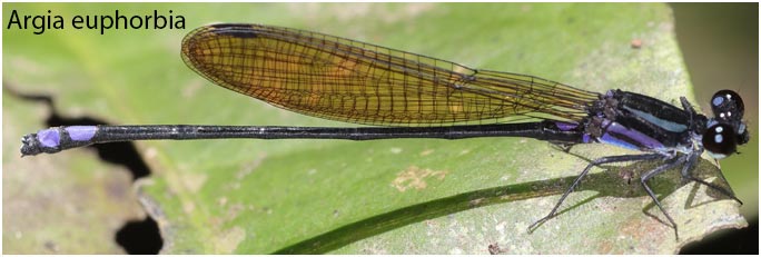 Argia euphorbia mâle, Pérou, ARC, Chino, 1610, 16/08/2023