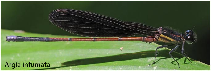 Argia infumata mâle, Pérou, San Pedro (Chino), 24/08/2023