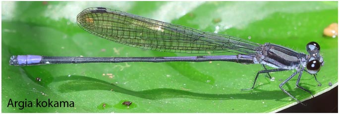 Argia kokama mâle, Pérou, 10 km SE Tahuayo lodge sur Terra Firme, 22/08/2023