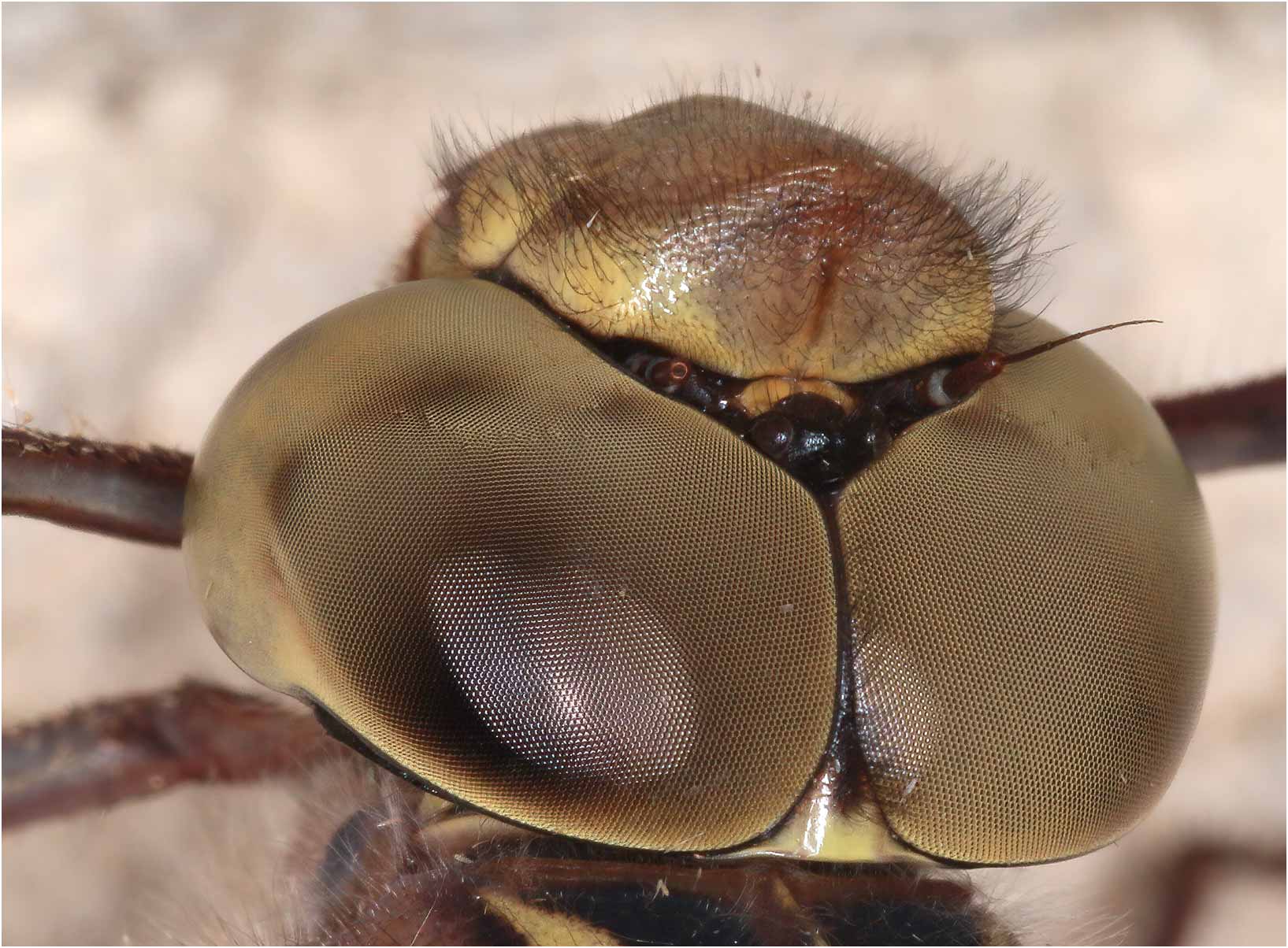 Boyeria irene femelle, Beaupréau (France-49), 30/06/2021
