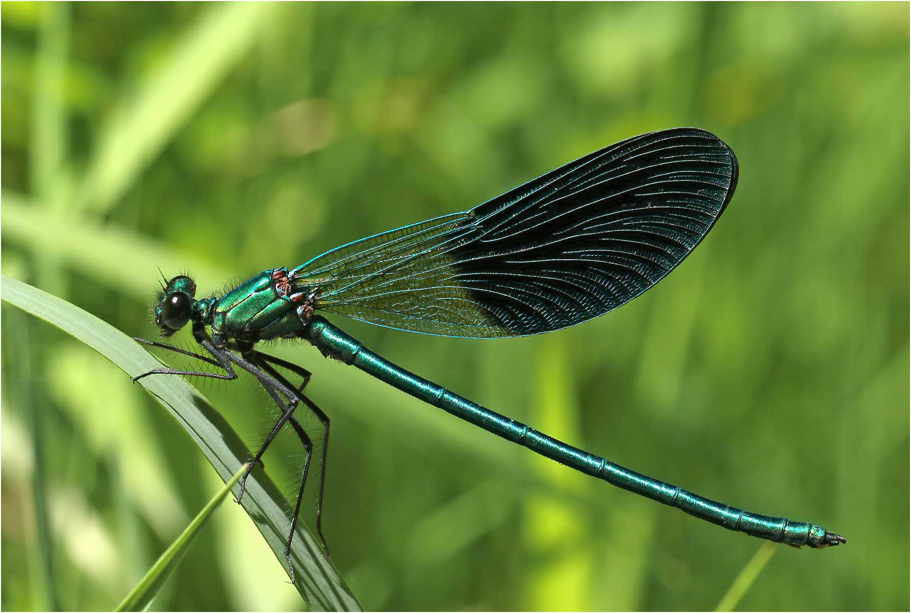 Calopteryx xanthostoma mâle, Sort en Chalosse (France-40), 04/07/2020