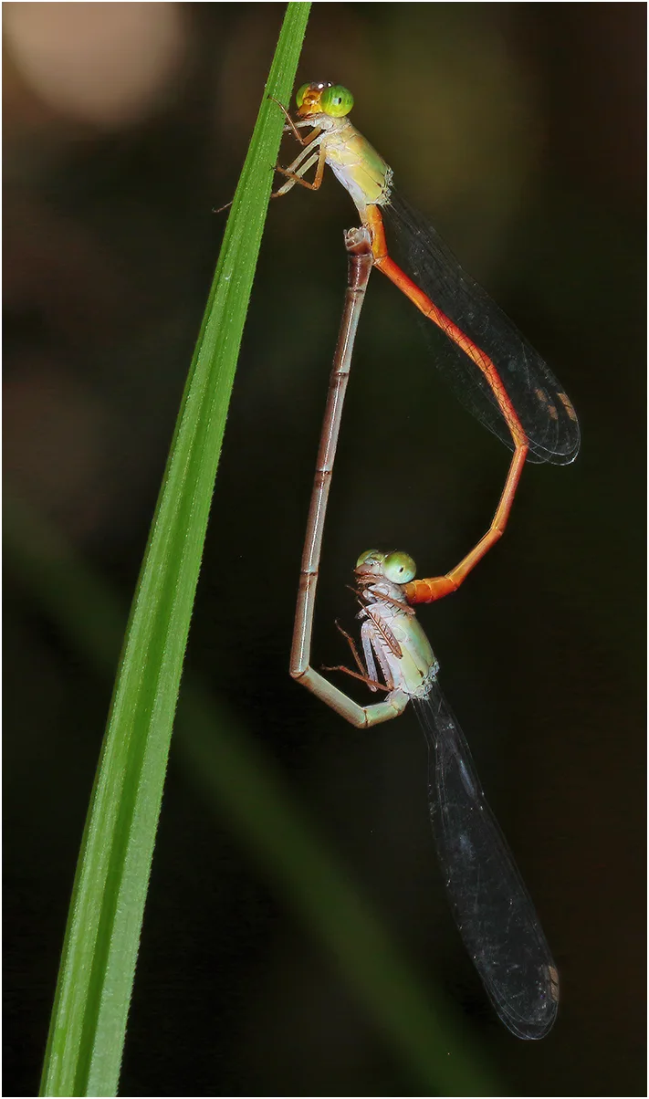 Redtail mâle, Australie(NT), Rum Jungle Lake, 14/04/2022