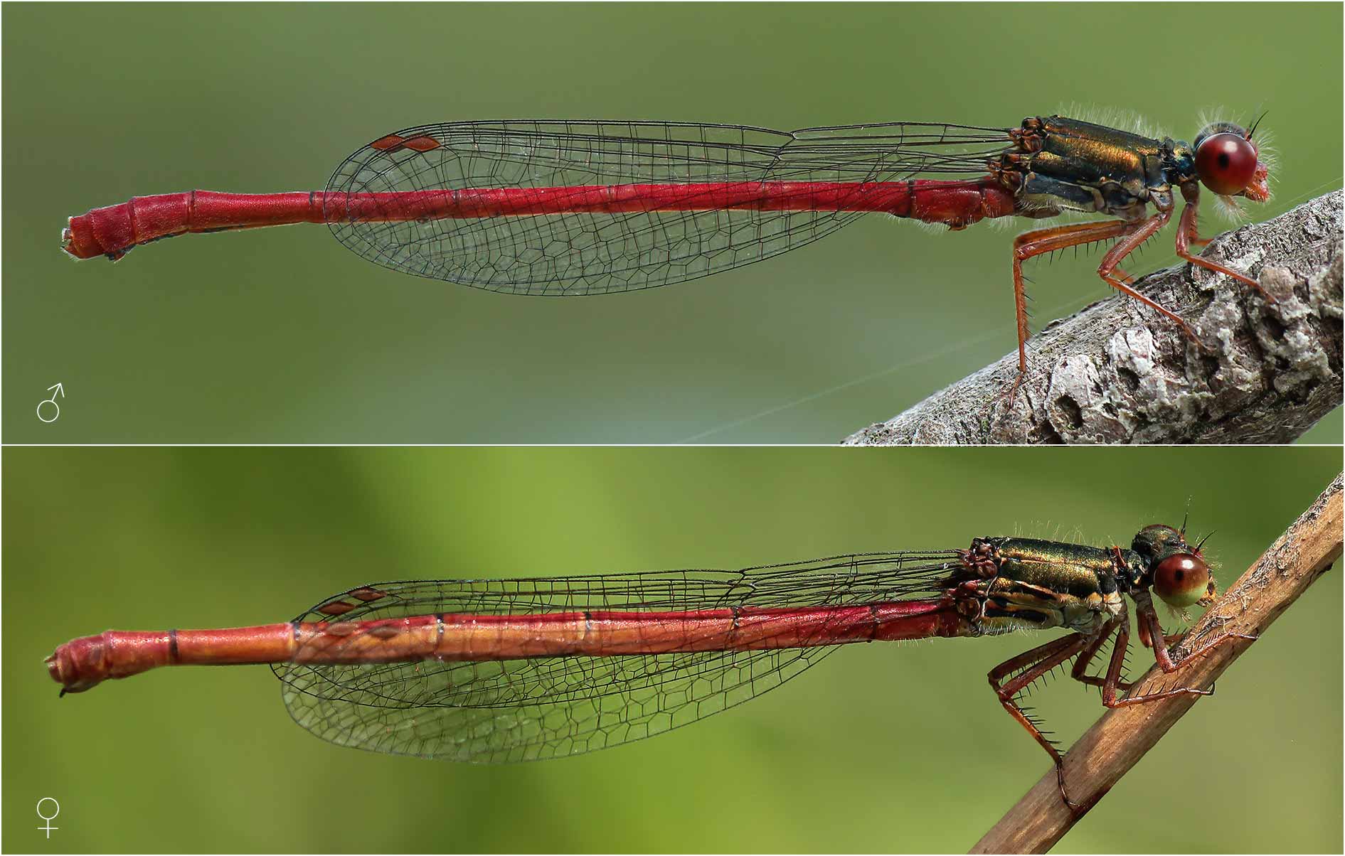 Différencier les libellules mâles et femelles : Ceriagrion tenellum mâle et femelle, France