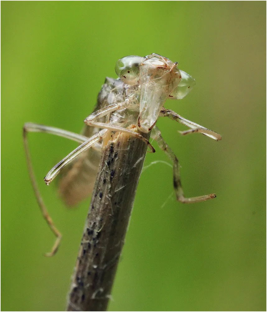 Chalcolestes viridis, exuvie, Lac du Verdon (France-49), 06/07/2013