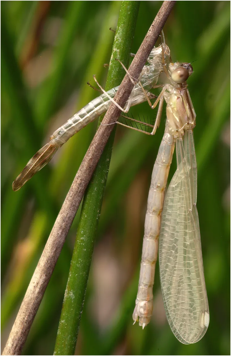 Chalcolestes viridis femelle, Saint Rémy en Mauges (france-49), 13/06/2010