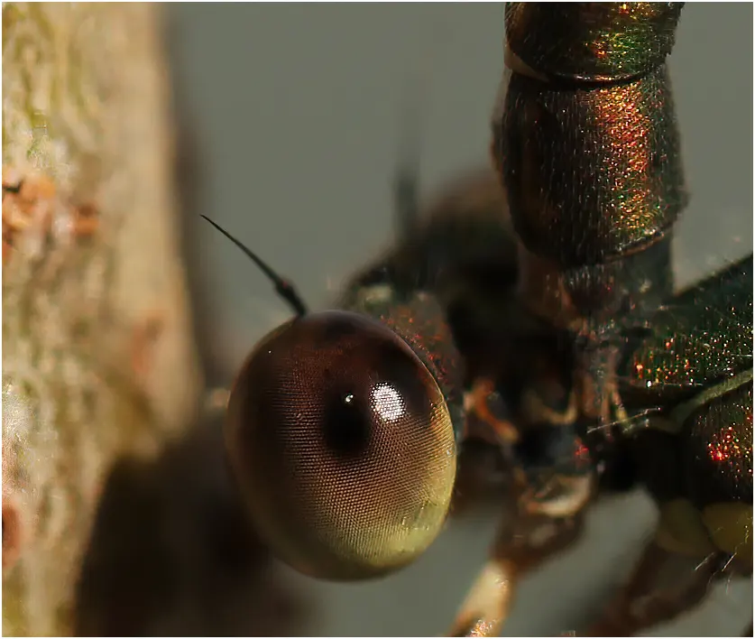 Chalcolestes viridis mâle, Le Puiset Doré (France-49), 29/08/2011