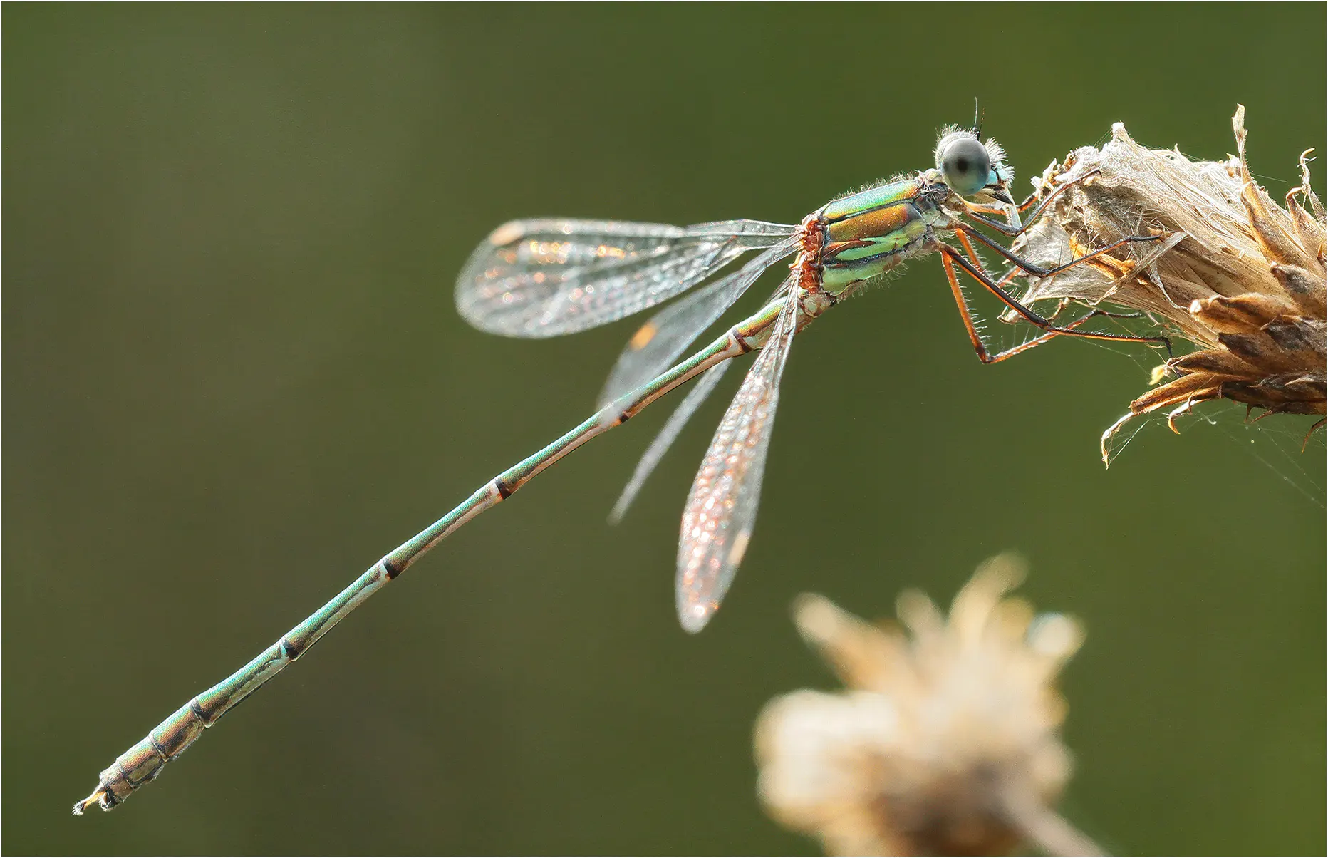 Chalcolestes viridis mâle, Saint Rémy en Mauges (France-49), 29/09/2016