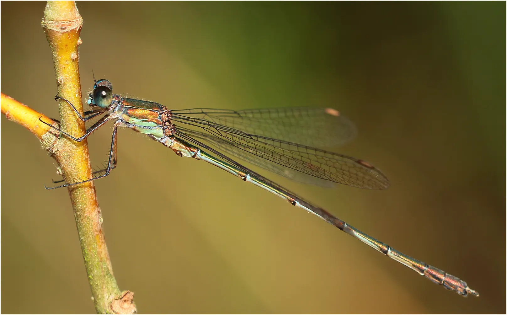 Chalcolestes viridis mâle, Saint Rémy en Mauges (France-49), 29/09/2016