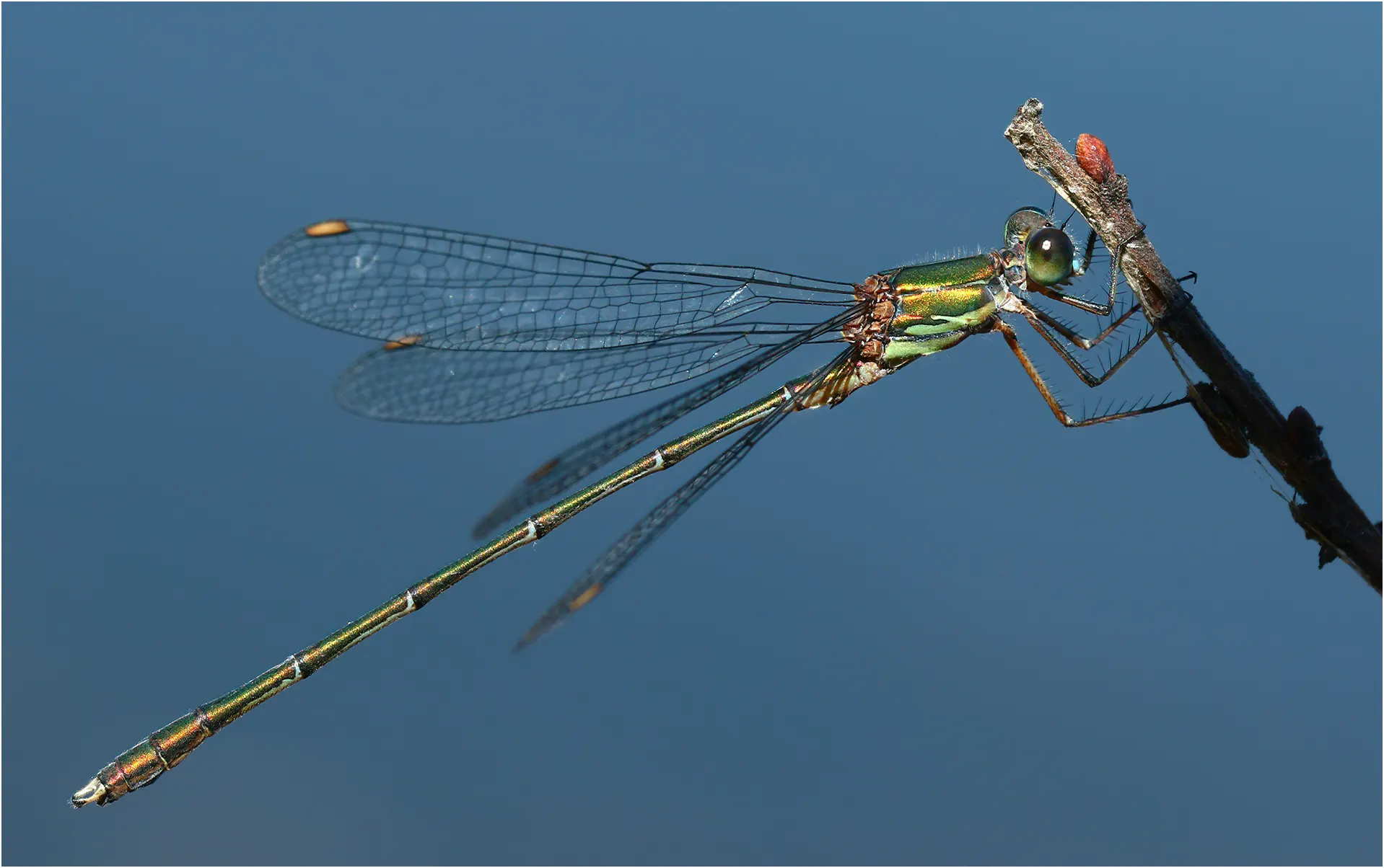 Chalcolestes viridis mâle mature, Saint Germain sur Moine (rance-49), 20/08/2017