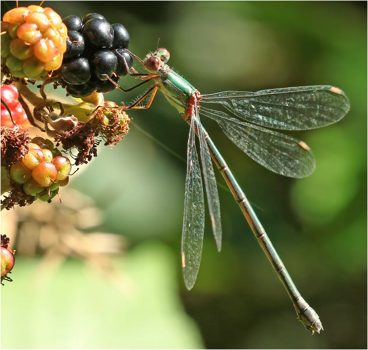 Chalcolestes viridis femelle, le Fuilet (France-49), 11/08/2021