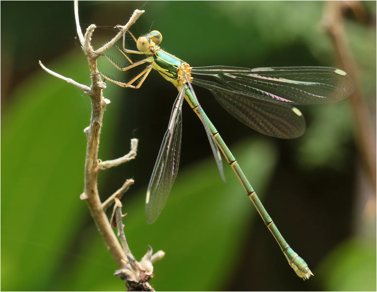 Chalcolestes viridis femelle émergente, Lugan (France-81), 19/06/2021