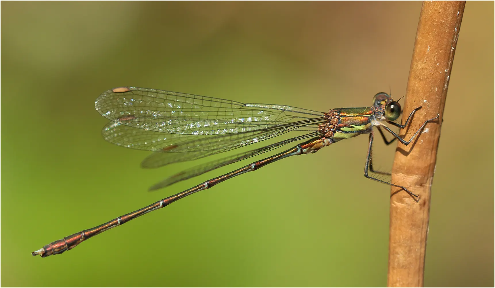 Chalcolestes viridis mâle, Chanteloup les Bois (France-49), 20/09/2015