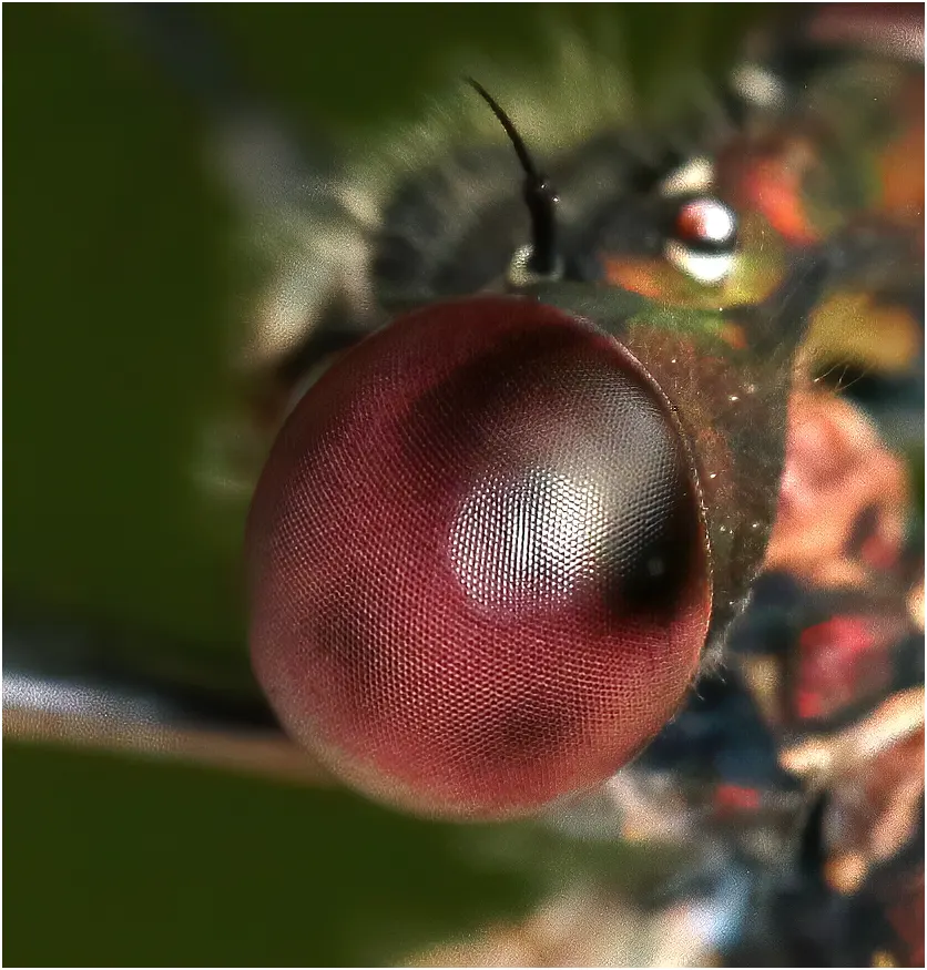 Chalcolestes viridis mâle, Le Fuilet (France-49), 13/09/2021