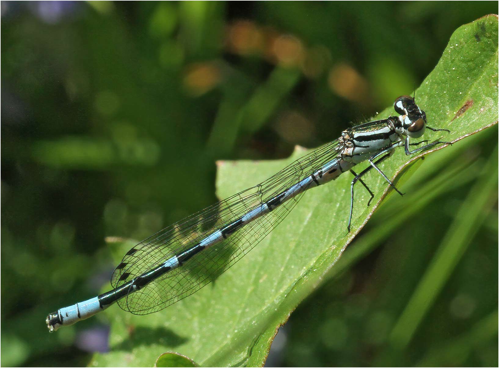 Coenagrion hastulatum mâle