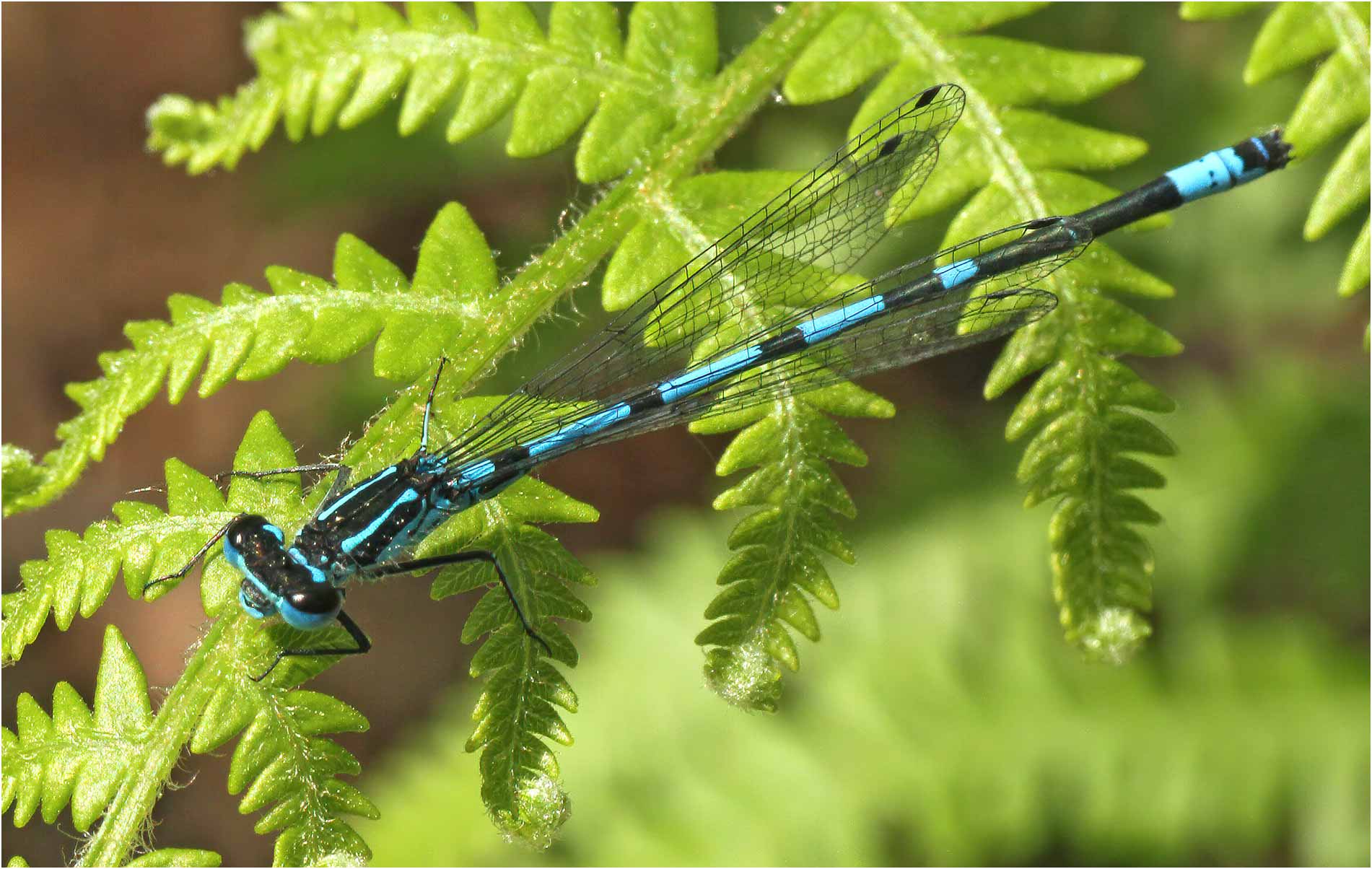 Coenagrion pulchellum mâle, Gennes sur Loire (France-49), 26/05/2012