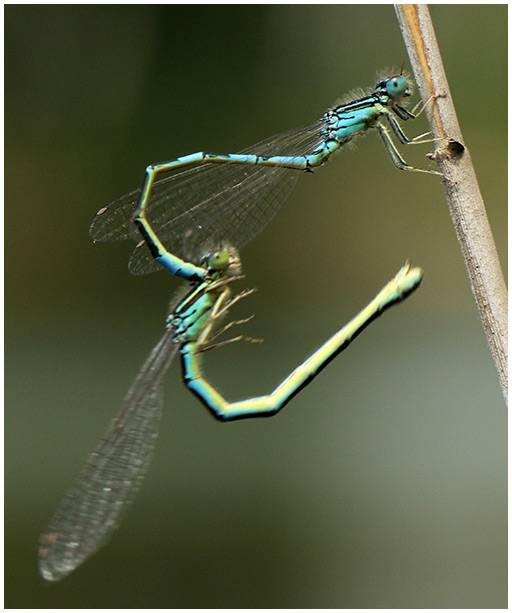 Coenagrion scitulum accouplement, Gennes sur Loire (France-49), 26/05/2012