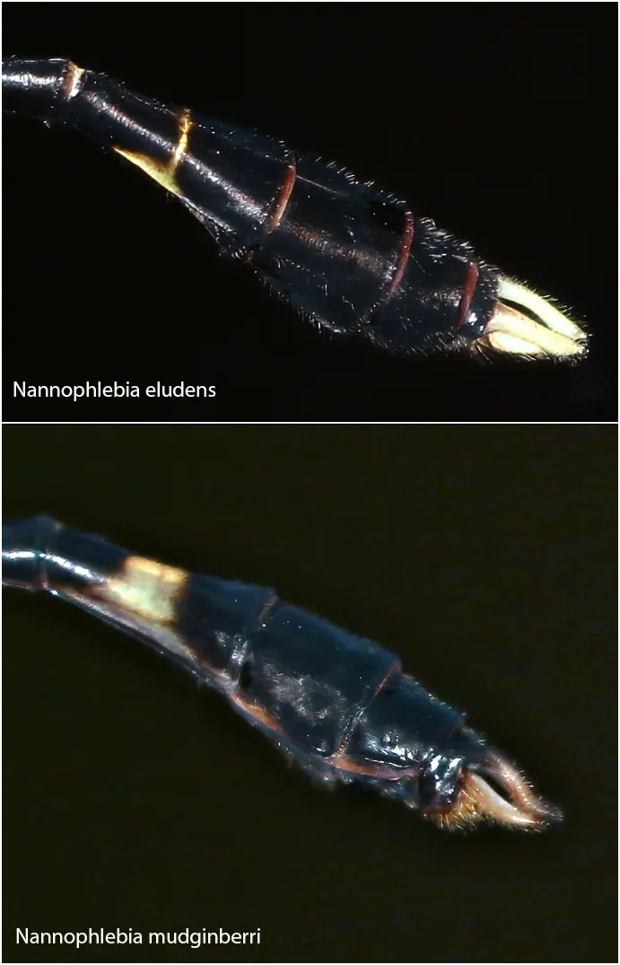 Comparaison des appendices anaux de Nannophlebia eludens et mudginberri