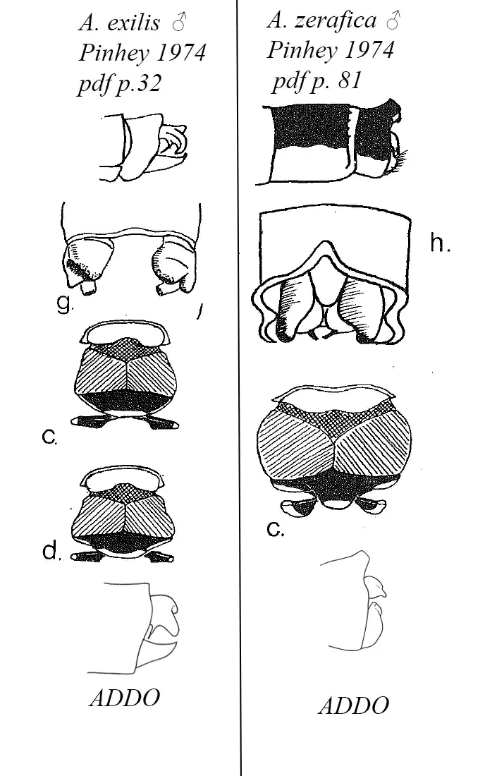 Comparaison des pronotum et appendices anaux des A. exilis et Zerafica mâles