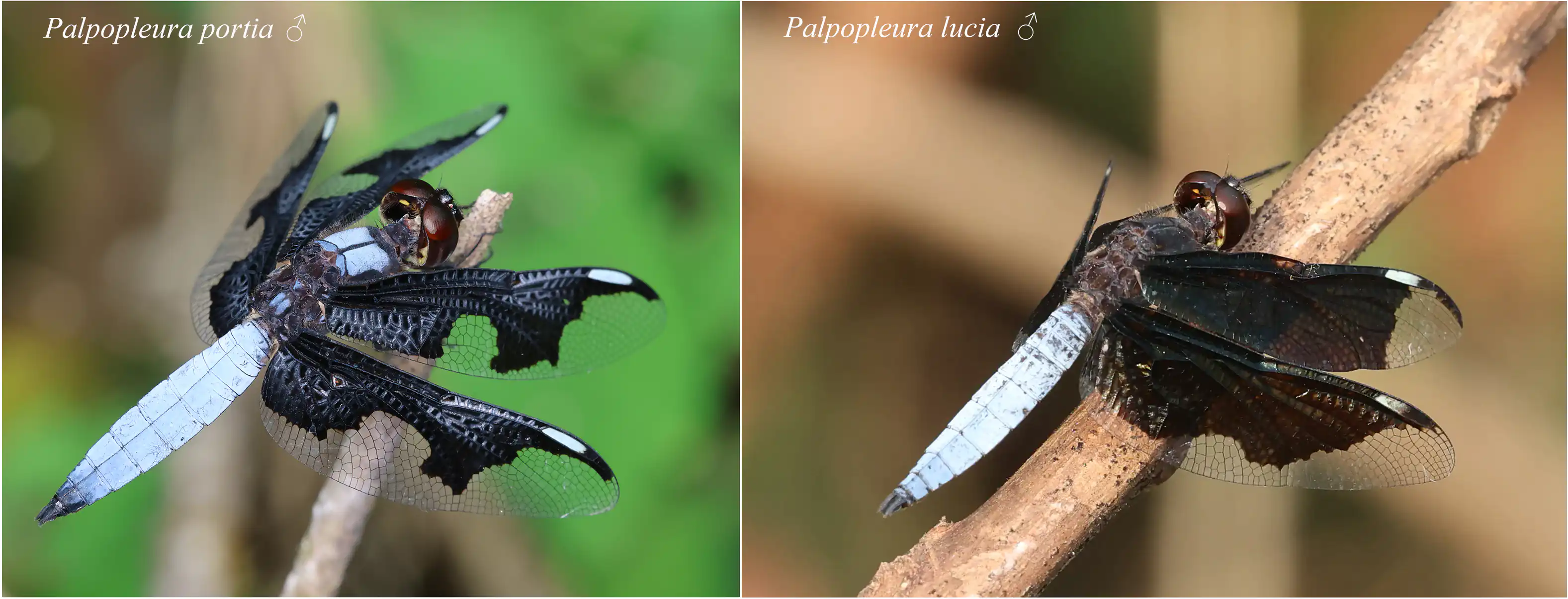 Comparaison des mâles Palpopleura lucia et portia