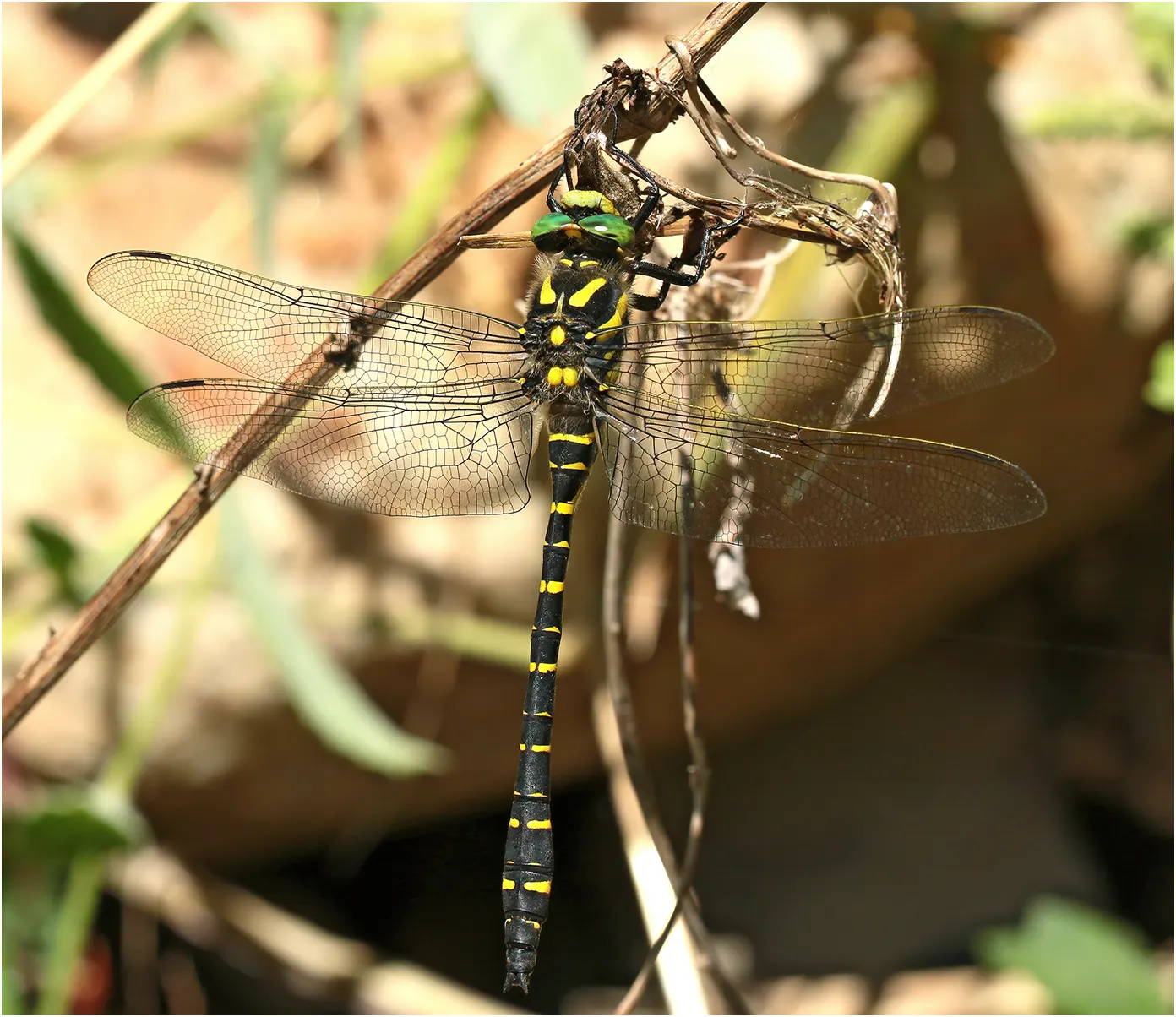 Cordulegaster boltonii mâle, Nant (France,12), 11/07/2020