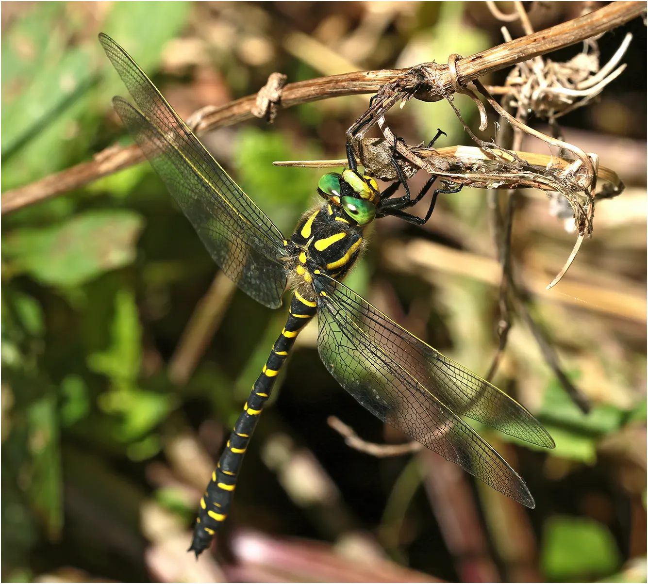 Cordulegaster boltonii mâle, Nant (France,12), 11/07/2020