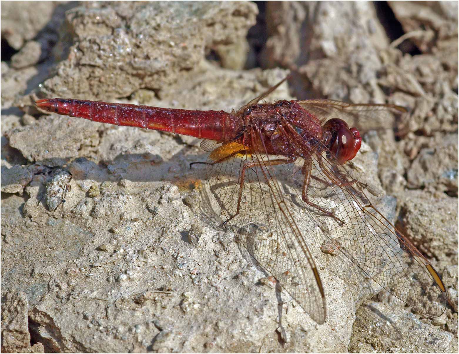 Crocothemis erythraea mâle, Le Puiset Doré (France-49), 12/06/2008