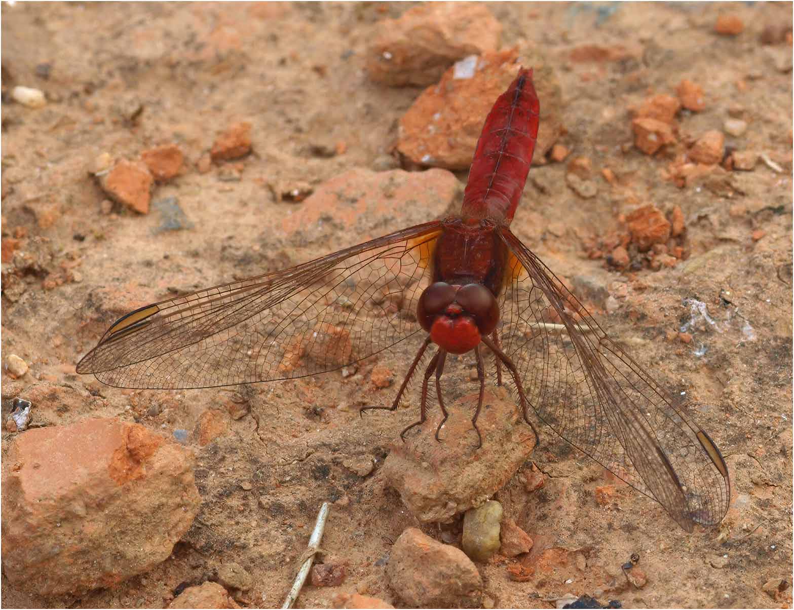 Crocothemis erythraea mâle