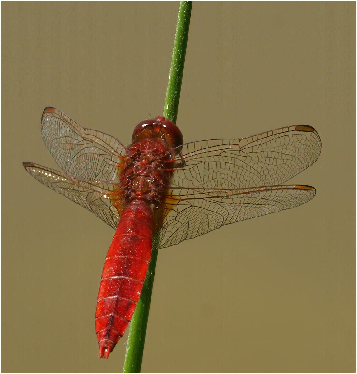 Crocothemis erythraea mâle