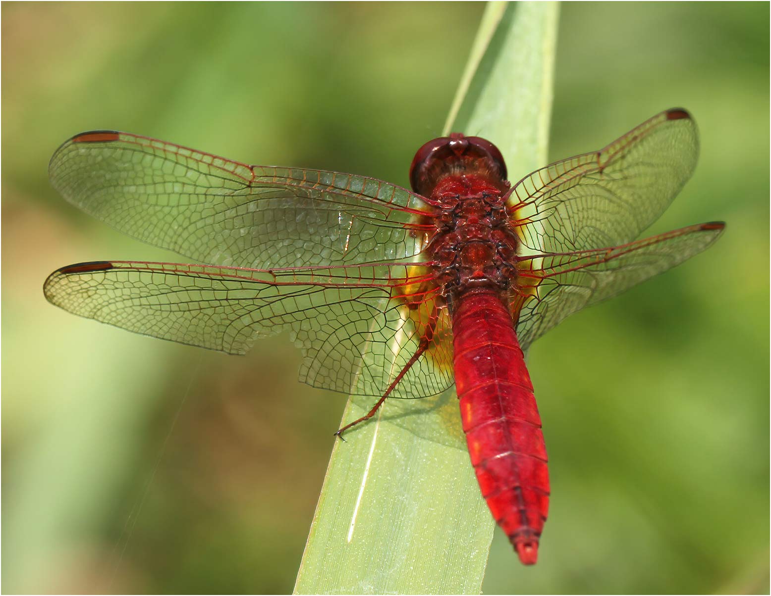 Crocothemis erythraea mâle