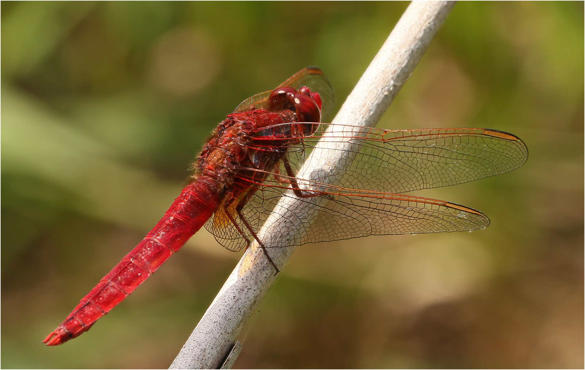 Crocothemis erythraea mâle